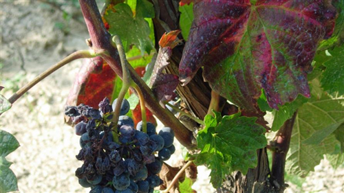 Flavescenza dorata della vite: aggiornate le misure fitosanitarie obbligatorie in Piemonte per il 2026